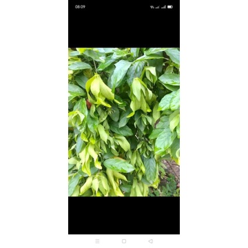 CÂY HOA DẺ VÀNG, HOA THƠM, CÂY CAO 80cm- 1M