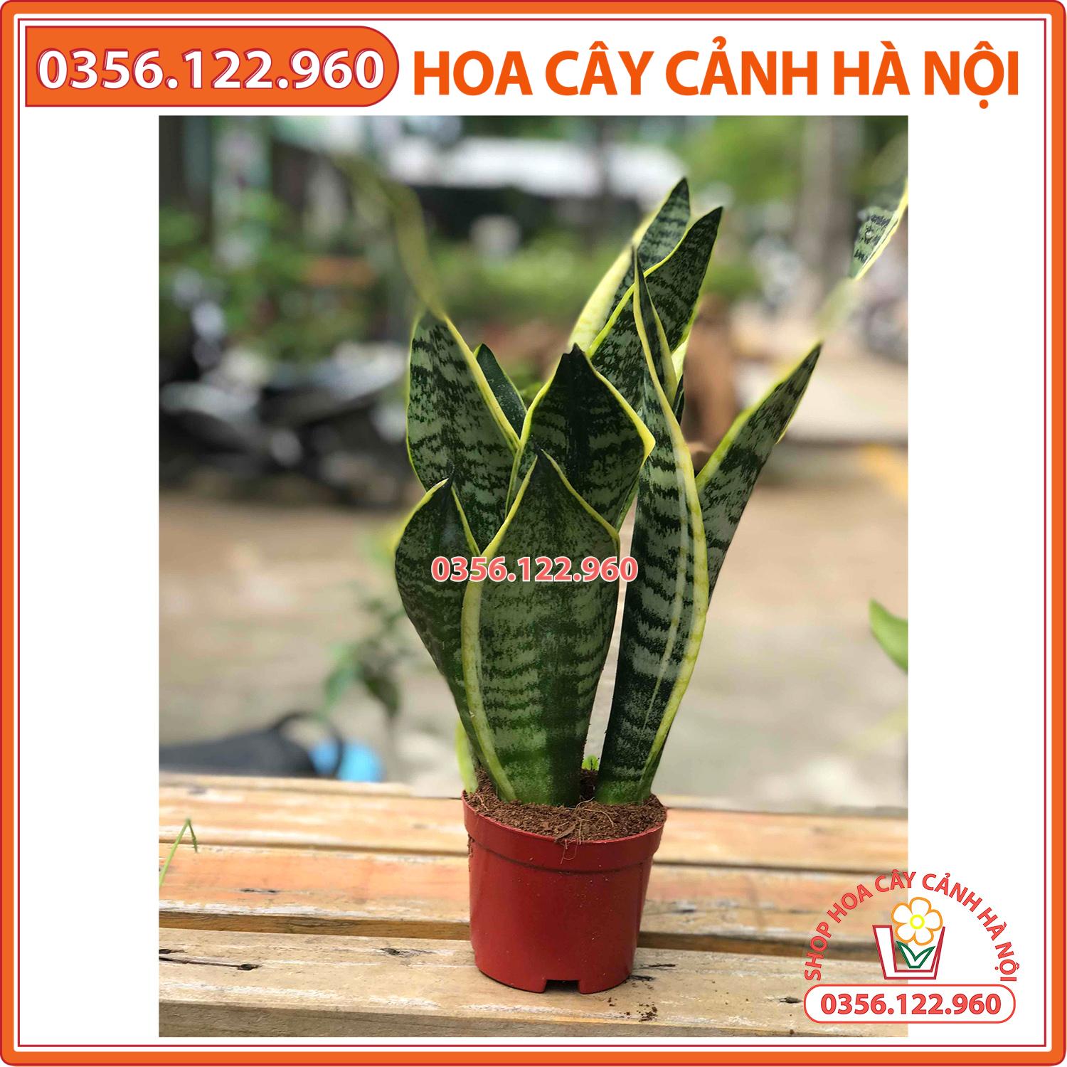 Cây lưỡi hổ để bàn (3 cây) chậu nhựa - Lưỡi hổ 3 thân cây phong thủy trang trí nội thất