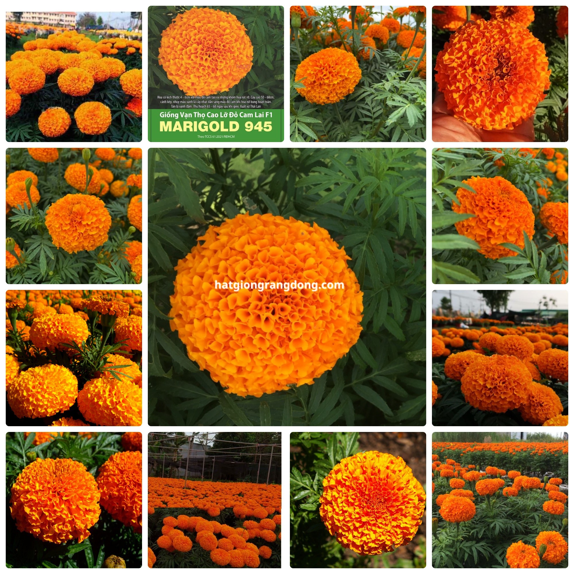 Hạt giống hoa vạn thọ cao lỡ đỏ cam lai f1 marigold gói 0.1gr