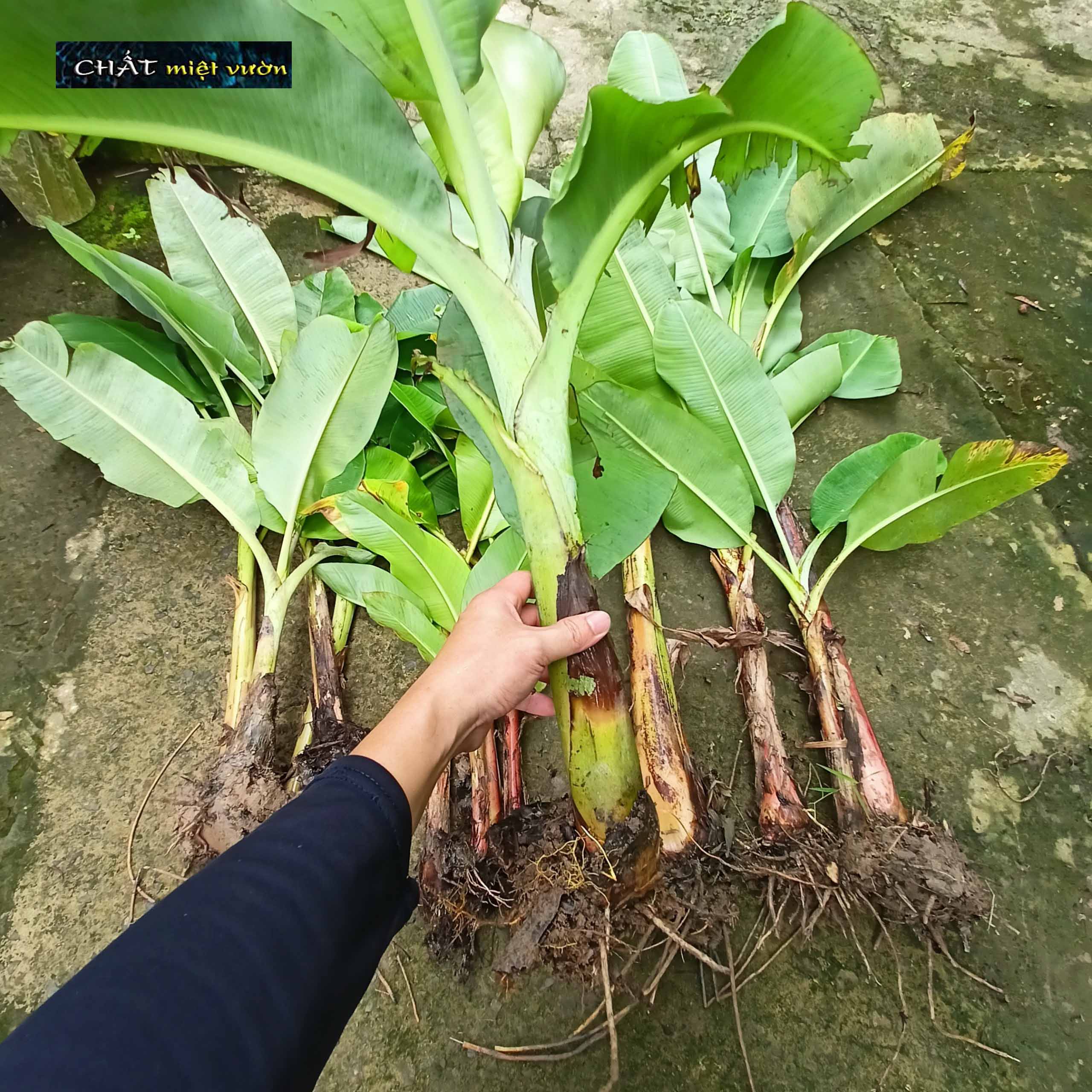 Chuối cau giống siêu trái (cây cao 30-60cm)