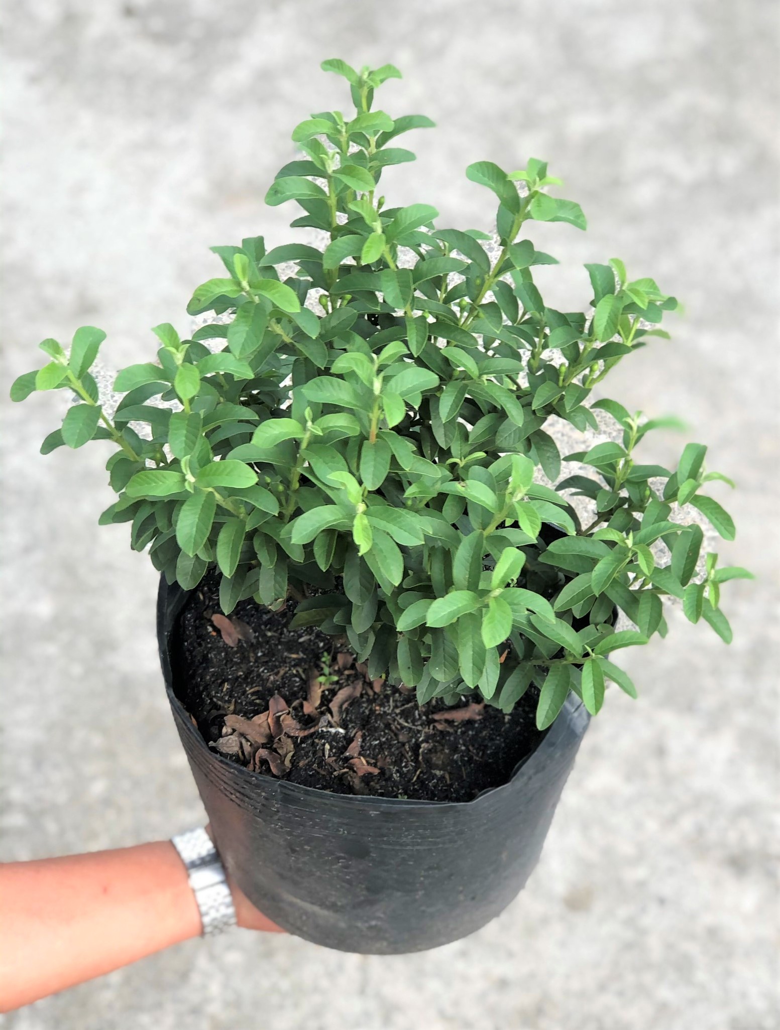 Chậu cây ổi Sẽ (ổi Nhật)