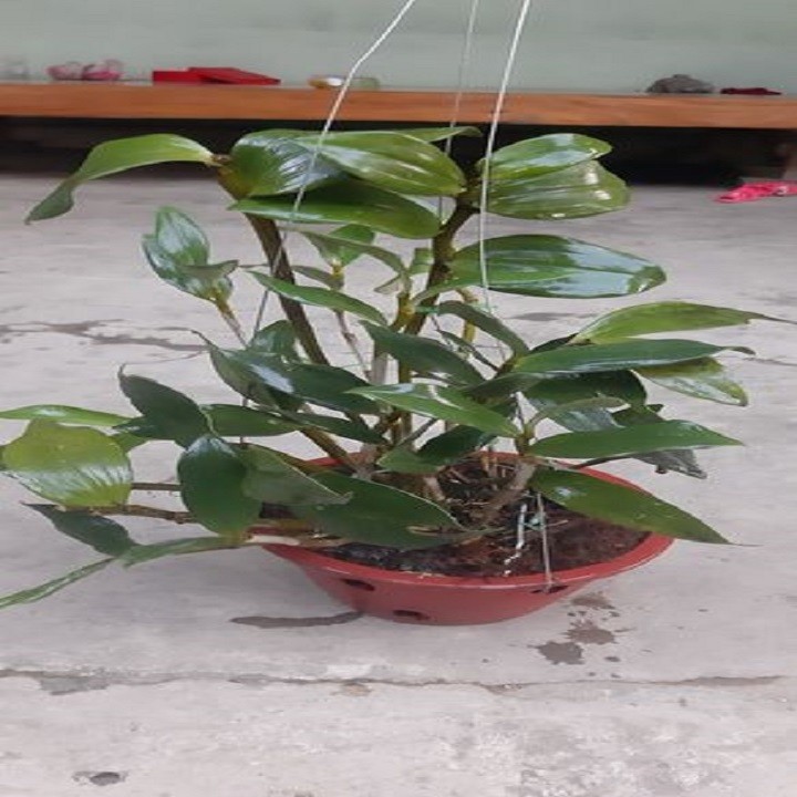 Hoa lan thủy tiên mỡ gà