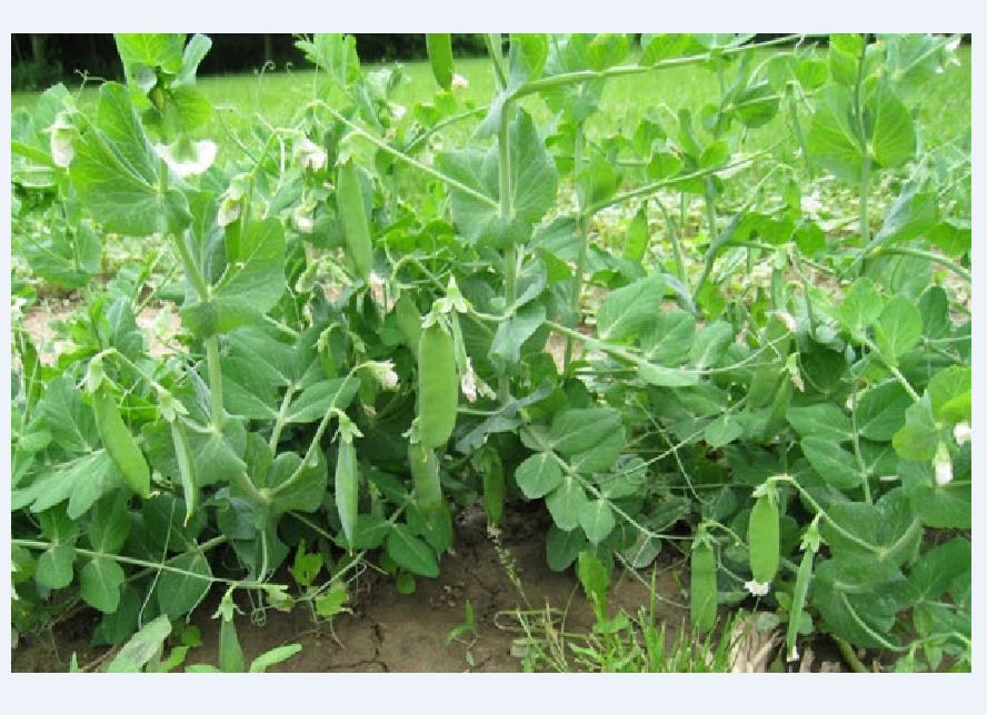 Hạt giống đậu hà lan Xanh - Gói 50gram