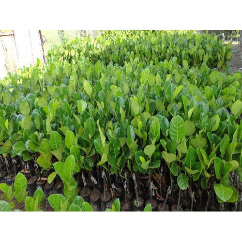 Cây Mít Malaisia Ruột Đỏ ( Cây Ăn Quả)