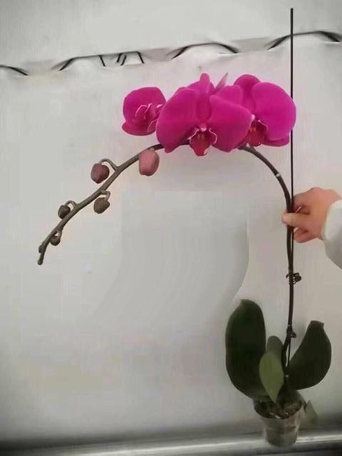 HỒ ĐIỆP ĐẠI HOA TẾT, HÀNG CÓ VÒI HOA, CỐC ĐẠI 3.5