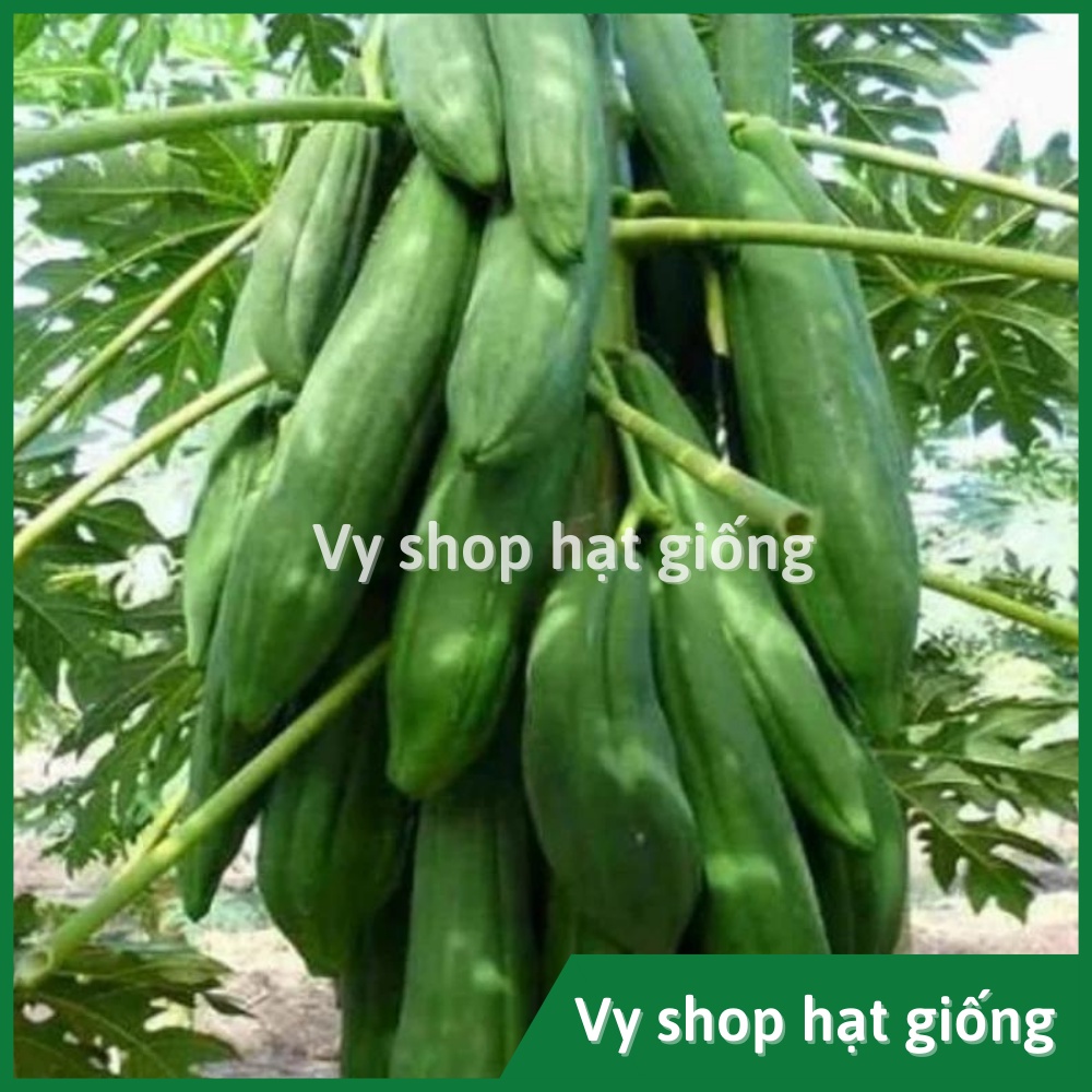 Hạt giống đu đủ quả dài Thái Lan gói 20 hạt