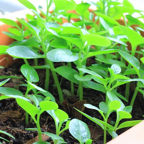 Hạt giống rau Mồng Tơi (10 gram)
