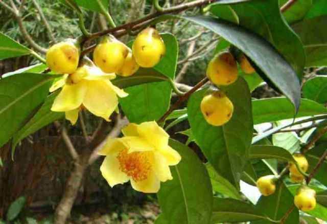Cây giống Trà Hoa Vàng Tam Đảo