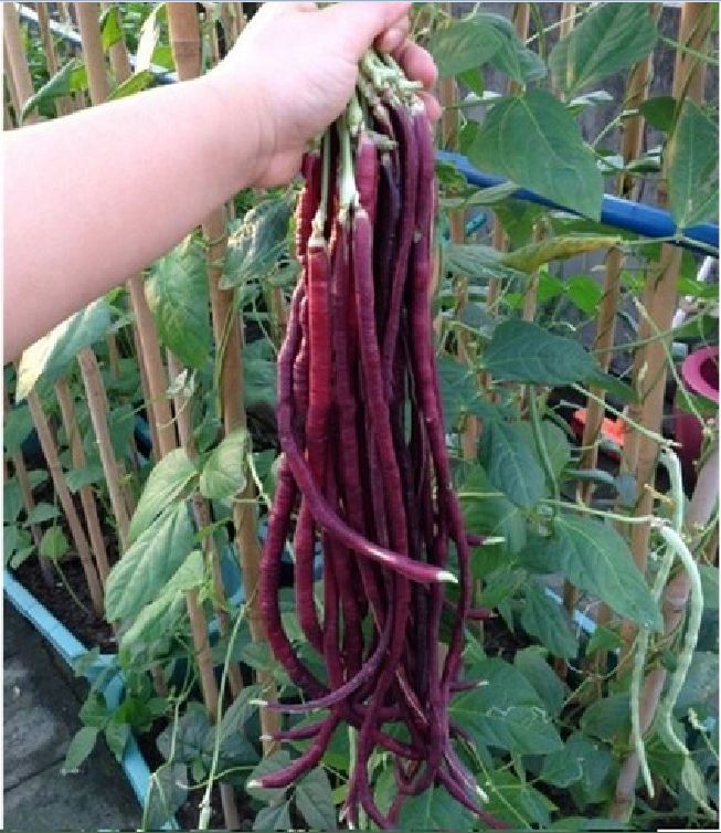Combo of 2 Packs of Cowpea Seeds (1 Pack of Green and 1 Pack of Red)