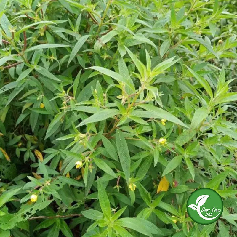 Cây Rau Mương [1KG] Hàng sạch đẹp loại 1