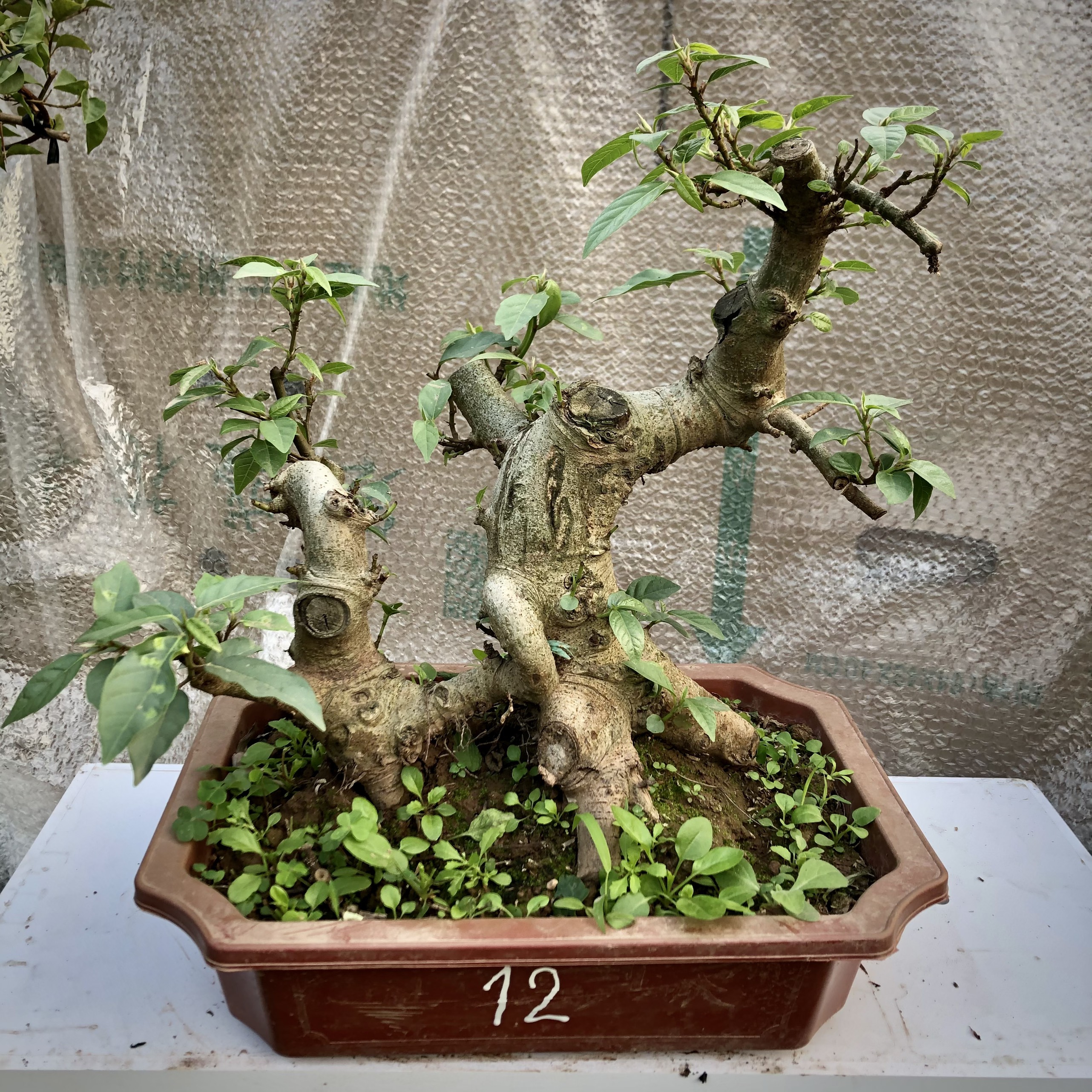 cây sung bonsai (9-18) ảnh thật đã đánh số tùy chọn