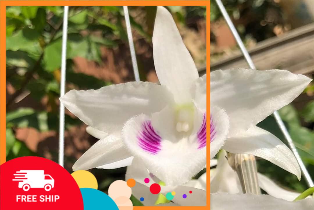 lan phi điệp đột biến 5 cánh trắng MẮT TRÂU (5CT),