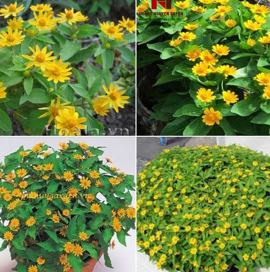 Hạt giống hoa cúc mặt trời -gói 50 hạt