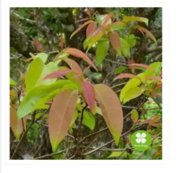 Cây thành ngạnh (gói 1kg) - DTX161