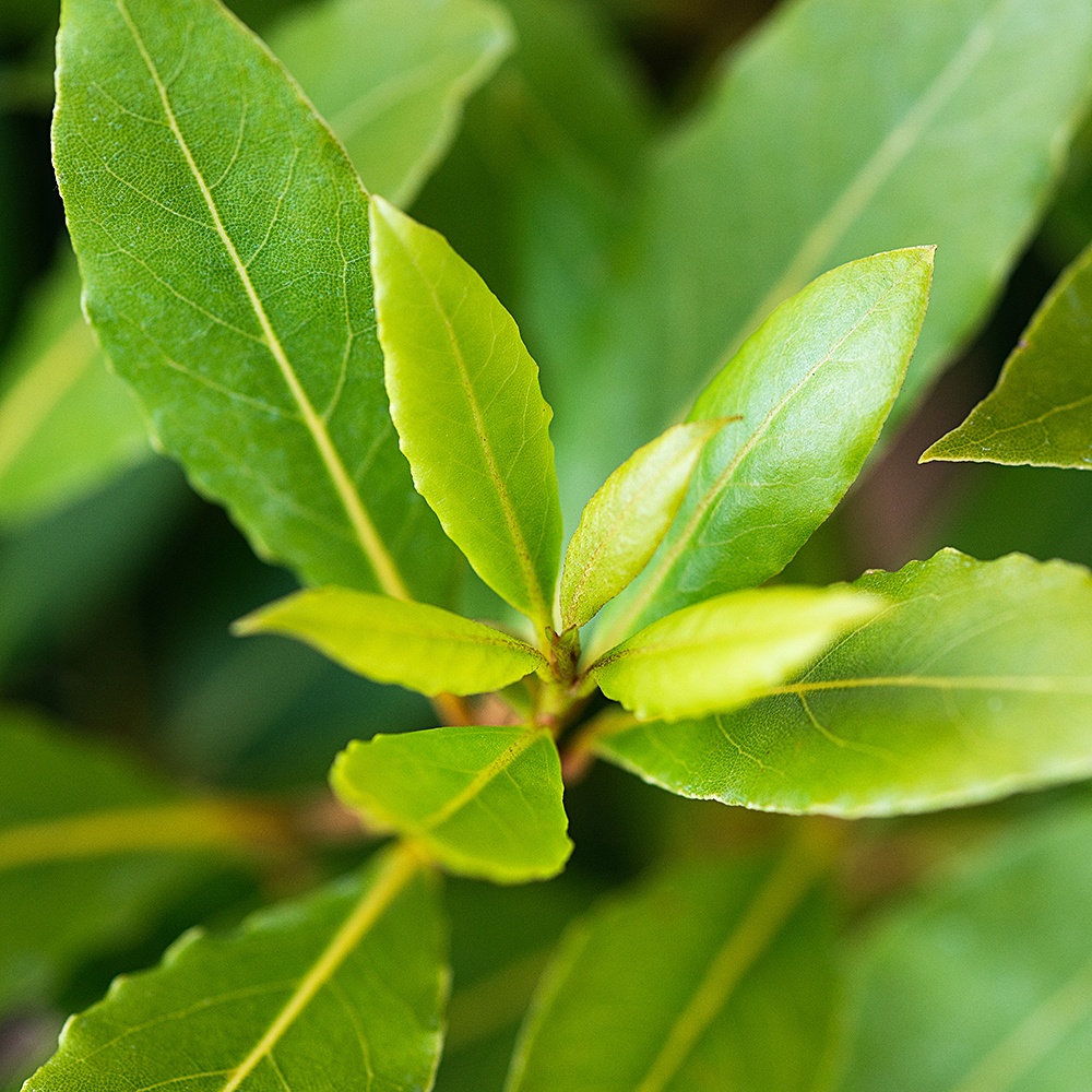 Lá Nguyệt Quế Ông Chà Và 25g