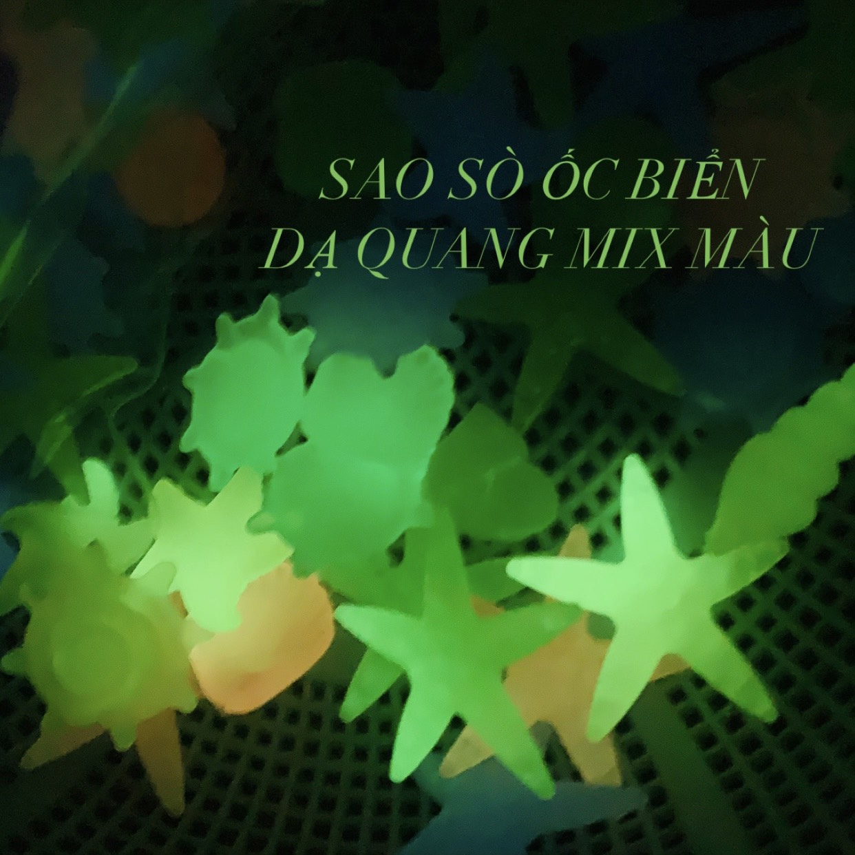 [HCM]Gói 10 viên Sỏi Dạ Quang Sao Sò Biển (Sáng Trong Bóng Tối) Trang Trí Hồ Cá Sân Vườn...