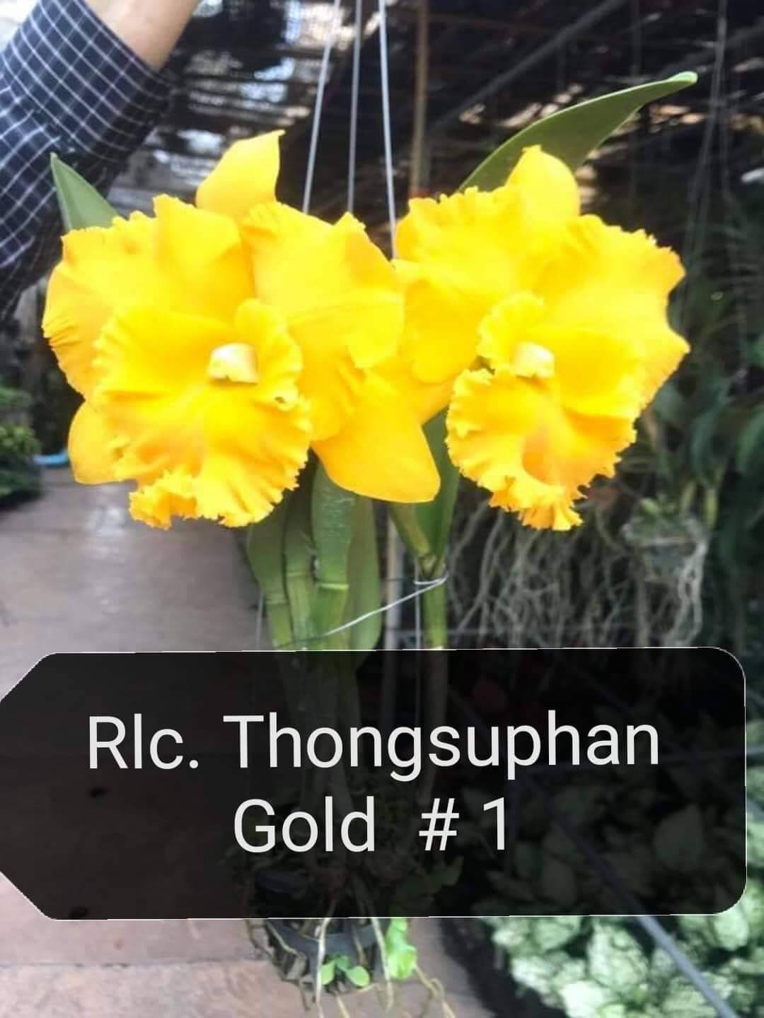 Lan Cattleya Thongsuphan Gold tem chuẩn vàng, cây đẹp