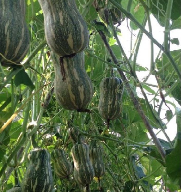 " Gói 10 "Hạt Giống Bí Hạt Đậu - Bí Đỏ Hạt Đậu [Seeds]