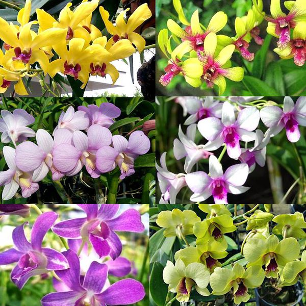 Dendro Mini Thái nhiều màu siêng hoa là dòng cực kỳ siêng hoa màu đa dạng hoa lâu tàn có thể ghép gỗ hay trồng thành chậu to