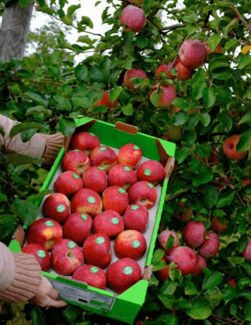 (SỐC) Cây Táo Juliet, giống táo biểu tượng nước pháp cam kết chất lượng