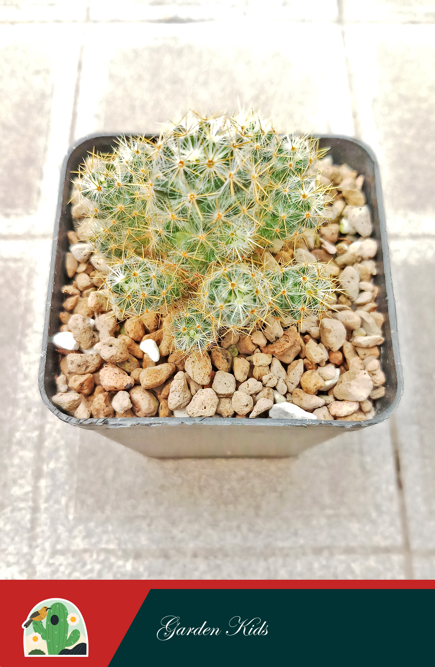 Xương rồng nhện vàng (Mammillaria Prolifera)