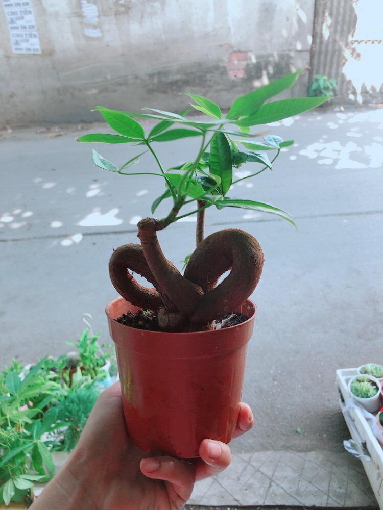 Chậu kim ngân nơ