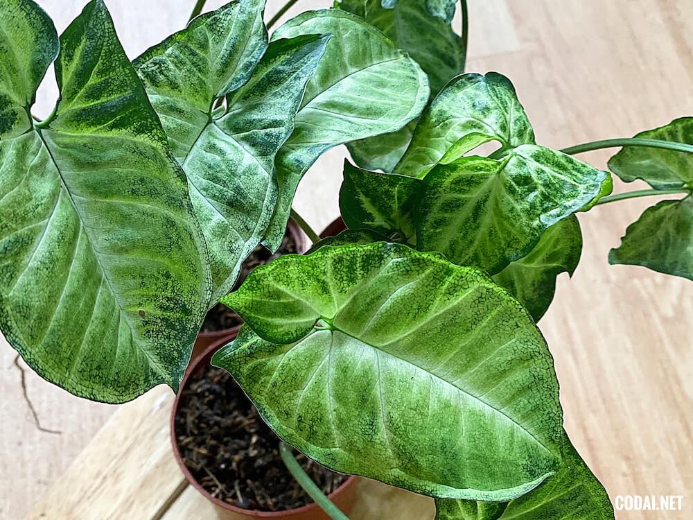 Chậu cây Syngonium podophyllum Imperial White Nephthytis