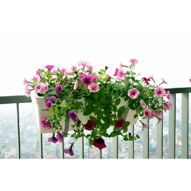 Hạt giống Hoa Dạ Yến Thảo Mix 400 Hạt
