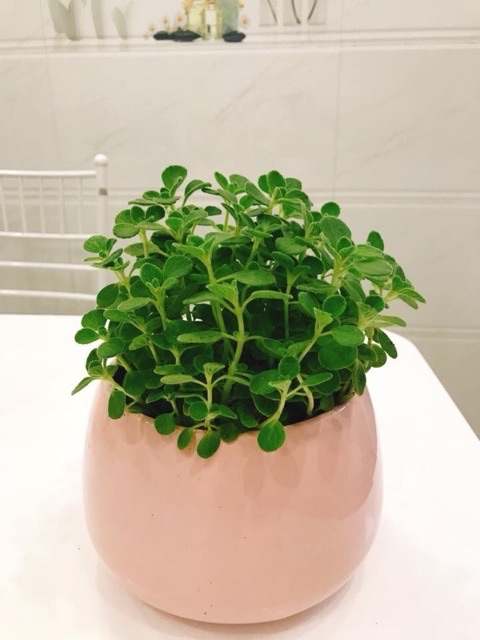 SEN ĐÁ LÁ THƠM SIZE LỚN (TẶNG CHẬU)