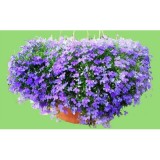 2 gói Hạt giống hoa Cuc Lobelia