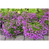 2 gói Hạt giống hoa Cuc Lobelia