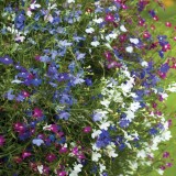 2 gói Hạt giống hoa Cuc Lobelia