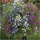 2 gói Hạt giống hoa Cuc Lobelia