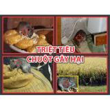 500g thuốc diệt chuột KILLRAT 0.005 BB