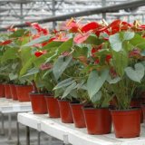50Pcs Plastic Plant Pots Home Garden Nursery Flowerpots 21cm Depth - intl