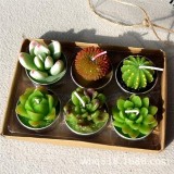 6Pcs Mini Candles Simulated Succulent Cactus Candles Smokeless Candles Tea Candles for Wedding Valentine