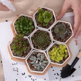 7+1 pcs/set Decorative Geometry Hexagon White Ceramic Succulent Plant Pot Porcelain Flower Pot Zakka Home Decor(7 pots+1 tray) - intl