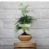 AirBonsai giá tốt nhất tt