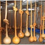 Hạt giống bầu cổ dài 2m mỹ