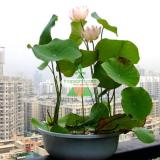 Bộ 10 Hạt giống hoa Sen Nhật mini (5 màu)