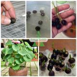 Bộ 10 Hạt giống hoa Sen Nhật mini (5 màu)