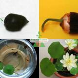 Bộ 10 Hạt giống hoa Sen Nhật mini (5 màu)