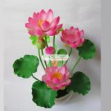 Bộ 10 Hạt giống hoa Sen Nhật mini (5 màu)