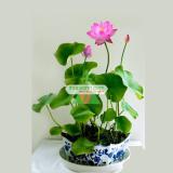 Bộ 10 Hạt giống hoa Sen Nhật mini (5 màu)