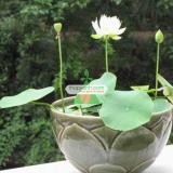 Bộ 10 Hạt giống hoa Sen Nhật mini (5 màu)