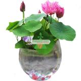Bộ 10 Hạt giống hoa Sen Nhật mini (5 màu)