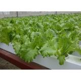 Bộ 150 rọ trồng rau thủy canh M6