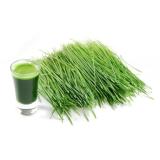 BỘ 2 GÓI HẠT GIỐNG CỎ LÚA MÌ