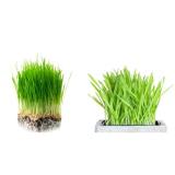 BỘ 2 GÓI HẠT GIỐNG CỎ LÚA MÌ