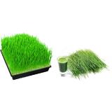 BỘ 2 GÓI HẠT GIỐNG CỎ LÚA MÌ